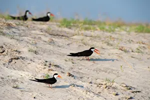 Sandbank: African Skimmer