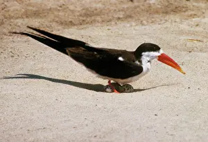 R M Bloomfield: African Skimmer - with eggs