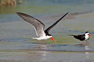Skimmers: African Skimmer - pair standing in shallow water