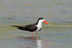 Skimmers: African Skimmer - standing in water