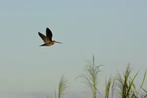 Snipes: African Snipe