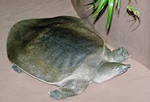 Softshell: African Softshell TURTLE