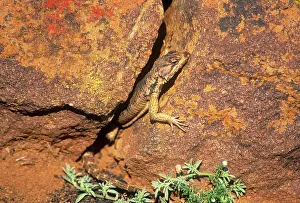 Girdled: African Spiny-tailed / Karoo Girdled Lizard - on rock