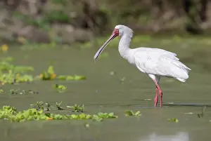 Selous: African Spoonbill
