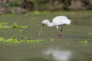 Selous: African Spoonbill