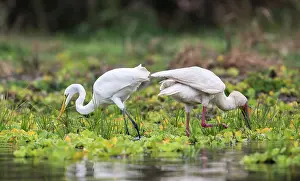 Platalea: African Spoonbill