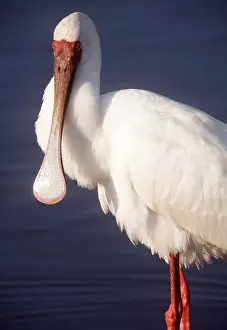Spoonbills: AFRICAN SPOONBILL
