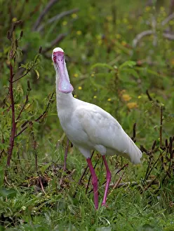 Naivasha: African spoonbill