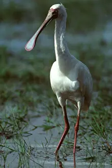 Spoonbills: African SPOONBILL - stands in water