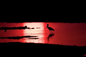 Platalea: African Spoonbills (Platalea alba) in water at dusk