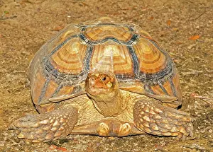 Sulcata: African Spur Thigh Tortoise