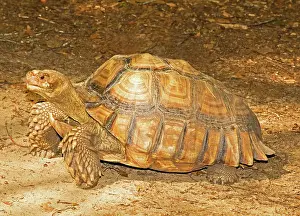 Sulcata: African Spur Thigh Tortoise