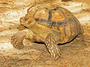 Sulcata: African Spur Thigh Tortoise