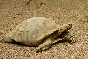 Sulcata: African Spurred-thighed Tortoise