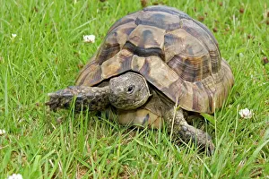 Sulcata: African Spurred Tortoise