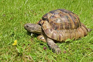 Sulcata: African Spurred Tortoise