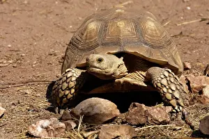 Sulcata: African Spurred Tortoise