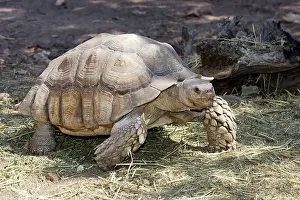 Sulcata: African Spurred Tortoise