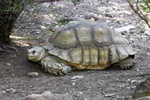 Sulcata: African Spurred Tortoise