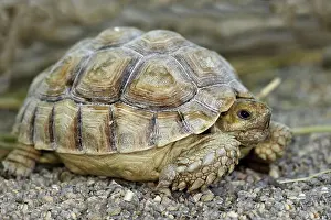 Sulcata: African Spurred Tortoise