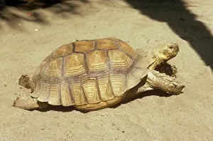 Sulcata: African Spurred Tortoise
