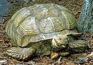 Geochelone: African Spurred Tortoise