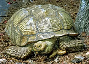 Geochelone: African Spurred Tortoise