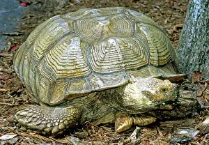 Geochelone: African Spurred Tortoise