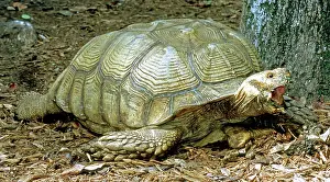 Geochelone: African Spurred Tortoise