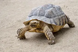 Sulcata: African spurred tortoise (Centrochelys sulcata)