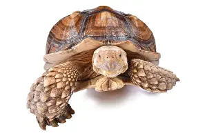 Geochelone: The African spurred tortoise (Centrochelys sulcata)