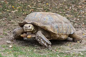 Tortoise: African spurred tortoise (Centrochelys sulcata)
