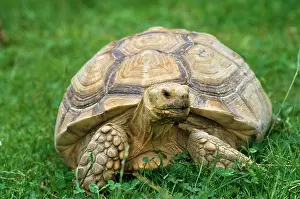 Sulcata: African Spurred Tortoise - on grass