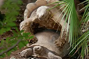 Geochelone: African Spurred Tortoise Mating