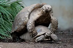 Geochelone: African Spurred Tortoise Mating