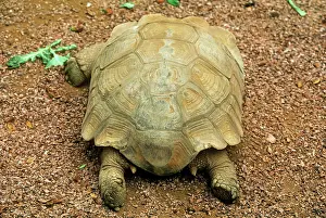 Sulcata: African Spurred Tortoise - showing spurs