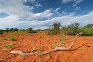 Soil: African steppe landscape, landscape, aridity, steppe