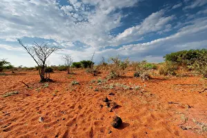 Soil: African steppe landscape, landscape, aridity, steppe