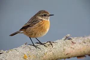 Saxicola: African stonechat (Saxicola torquata) female, Germany