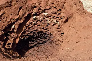 Hans D Dossenbach: African Termite Mound - open