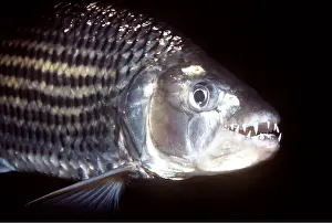 Ken Lucas: AFRICAN TIGER FISH - MOUTH OPEN