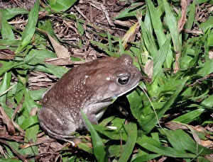 Regularis: African toad