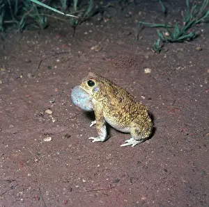 Marked: African Toad Calling