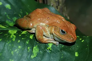 Leucomystax: African Tree Frog