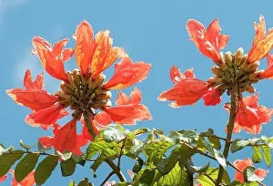 Nandi: African tuliptree