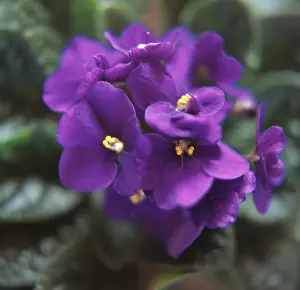 Saintpaulia: African Violet