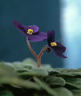 Saintpaulia: African Violet