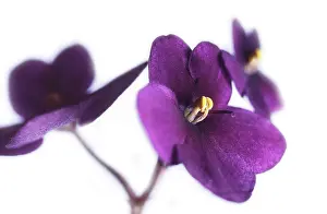 Saintpaulia: African Violet