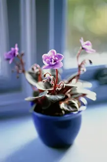 Saintpaulia: African Violet