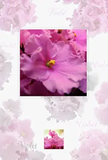 Purify: African Violet